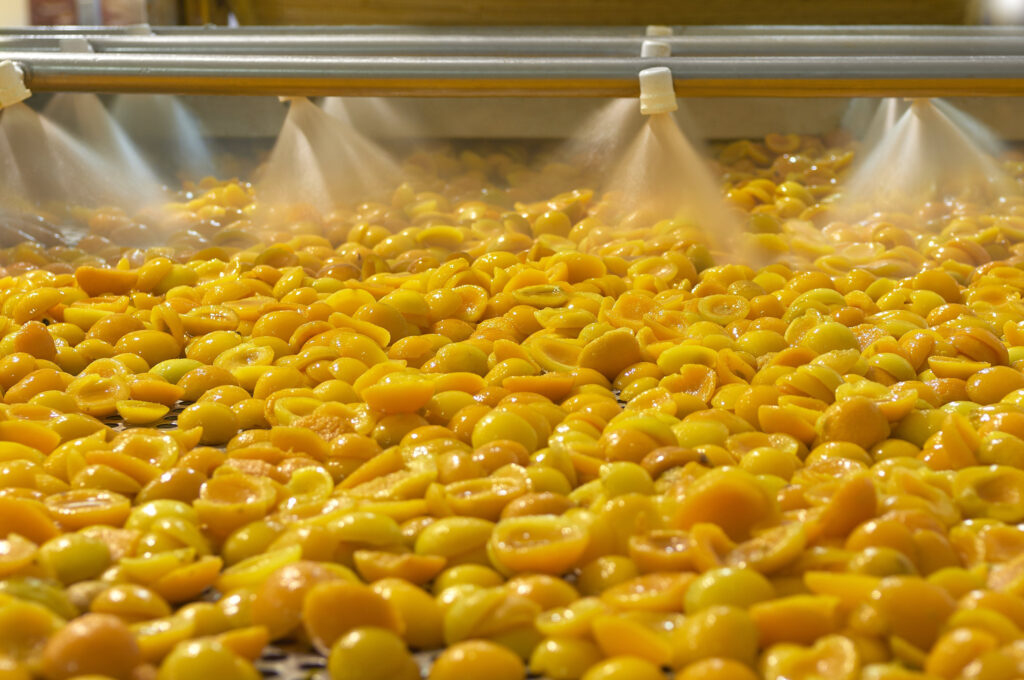 fruit washed and carried by industrial line