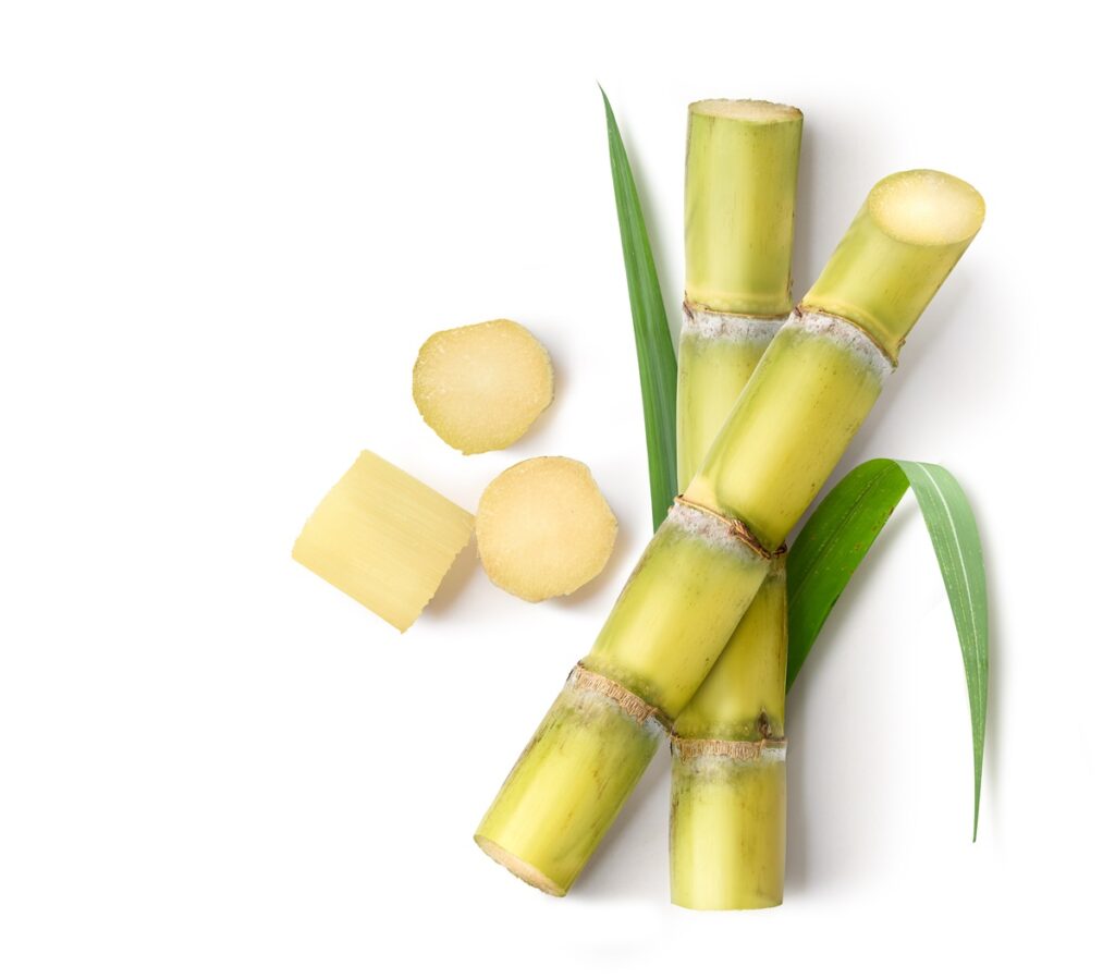 Sugar Cane